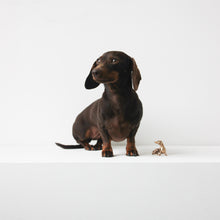 Handmade Bronze Cast Neska Miniature Dog Sculpture